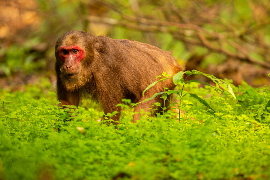 Stump-tailed macaque with a red face in green jungle/wild monkey in the beautiful indian jungle/gibbon wildlife sanctuary in India